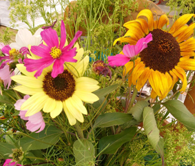 Sonnenblumen im Strauß